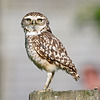 Little Owl