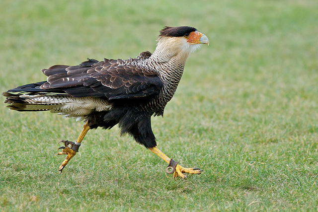 Caracara on the run