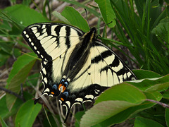 Swallowtail