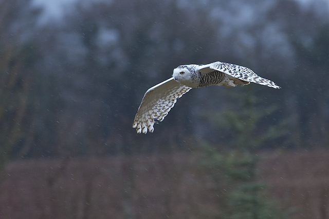 Snowy Owl flying in rain