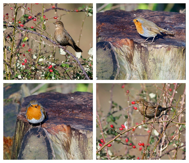 Robin and Thrush