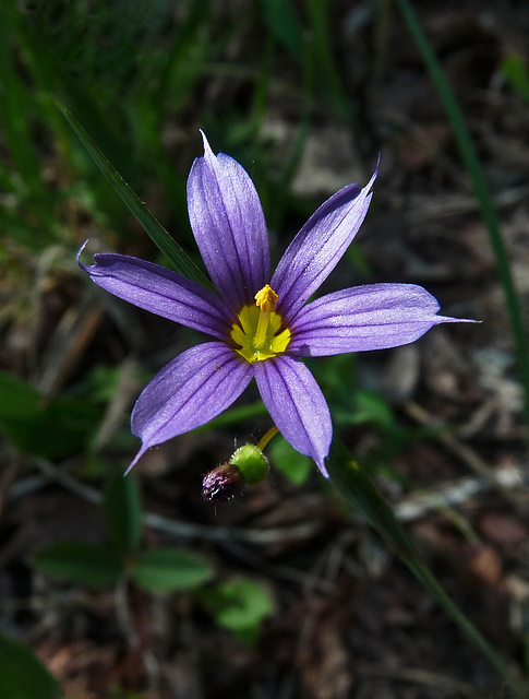 Blue-eyed Grass