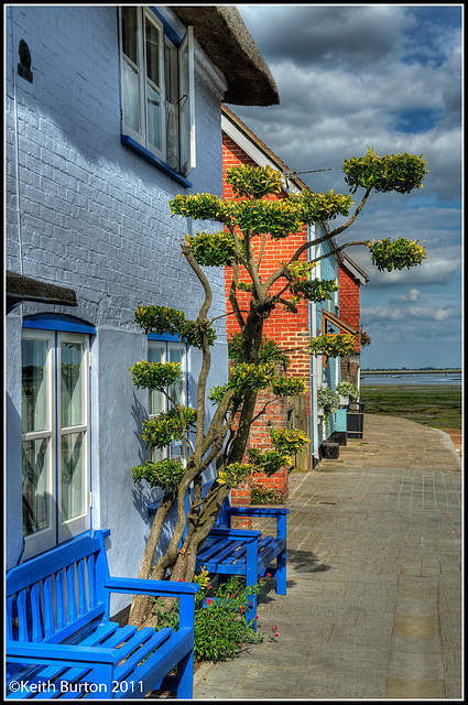 Tree - Langstone High Street