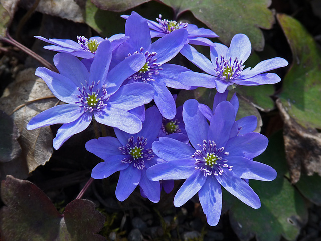 Hepatica