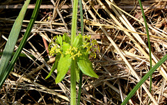 Cruciata laevipes - Gaillet croisette-001