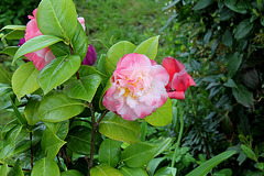 Camelia (3)