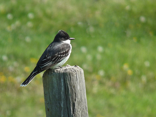 Eastern Kingbird