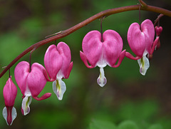 Bleeding Heart