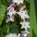 Bogbean