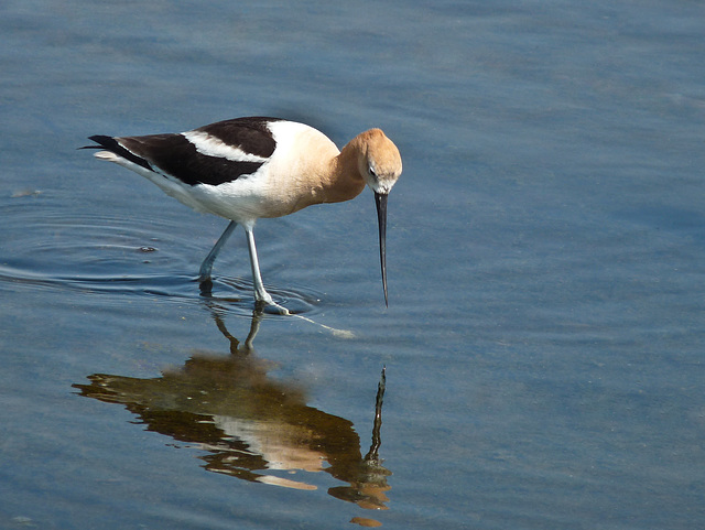 American Avocet