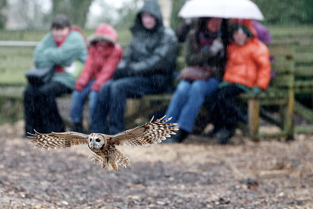 Flying in the rain.......just flying in the rain!