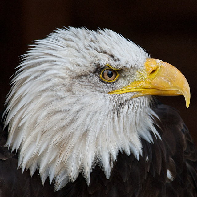 American Bald Eagle