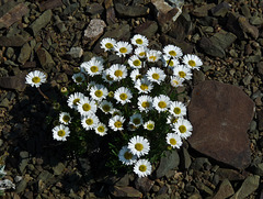 Daisy/Cutleaf Fleabane