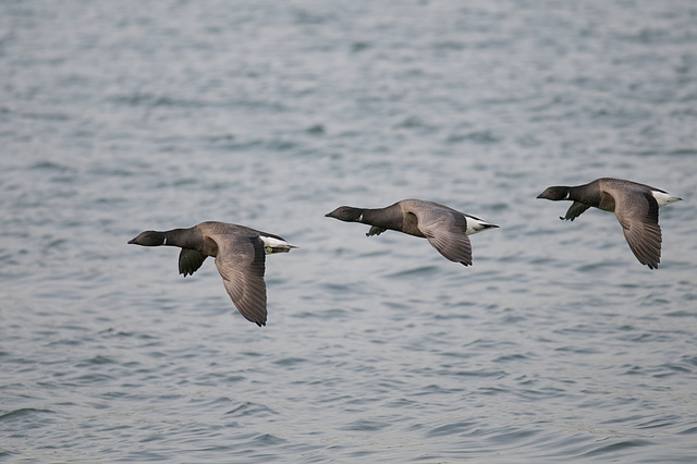 Brent Geese in flight