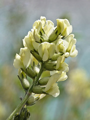 Early Yellow Locoweed