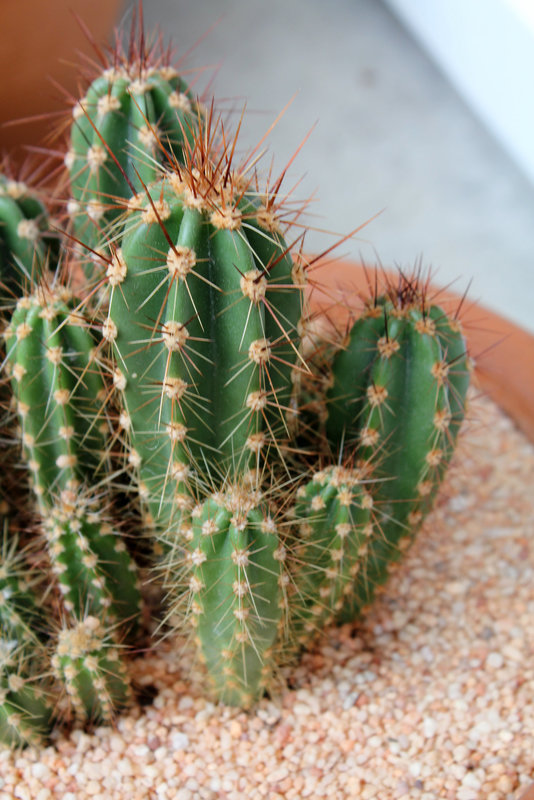 Cactus à identifier