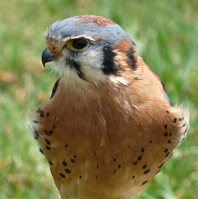 American Kestrel