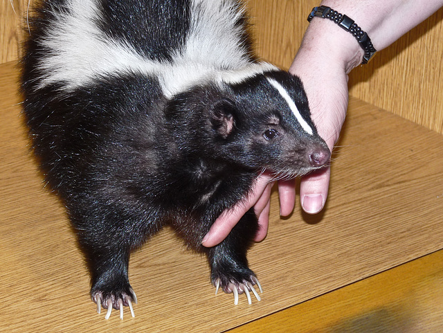 Marigold the Skunk