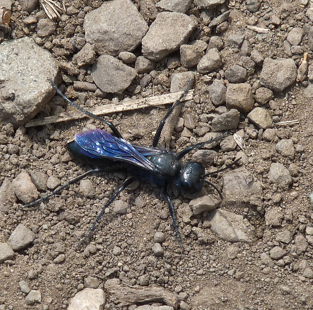 Beautifully blue - Great Black Wasp