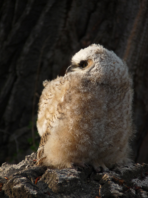 The owlet that fell