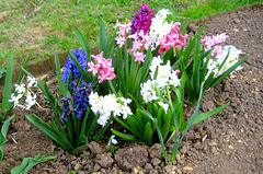 Gartenhyazinthe [Hyacinthus orientalis]