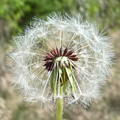 Red-seeded Dandelion