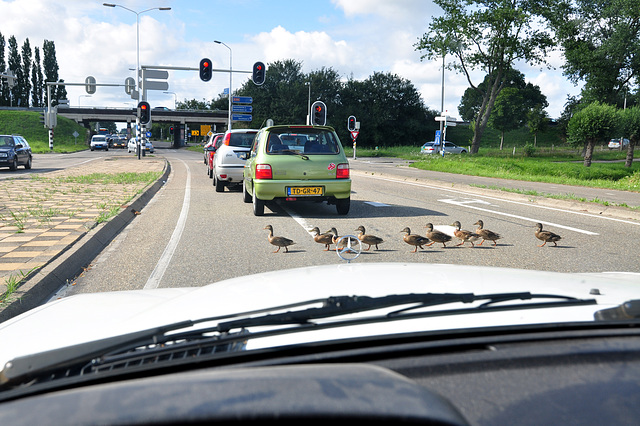 Crossing the road