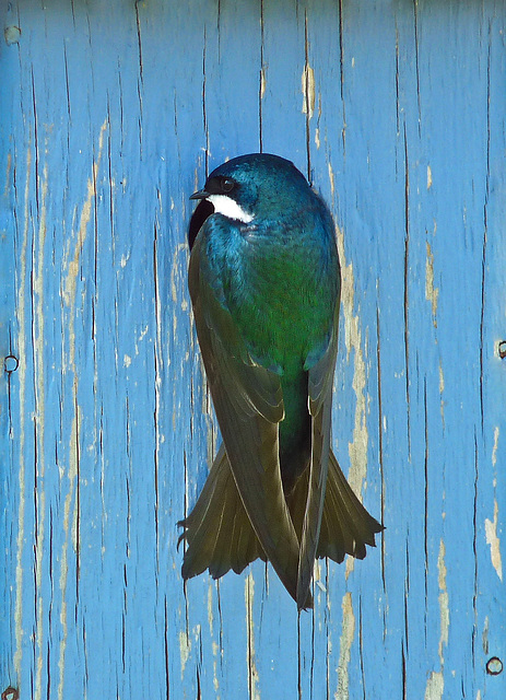 Waiting at the front door