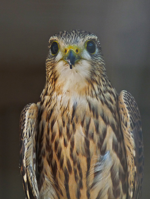 Female Merlin