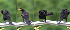Blackbirds.  ©UdoSm