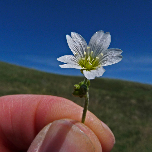 Stellaria