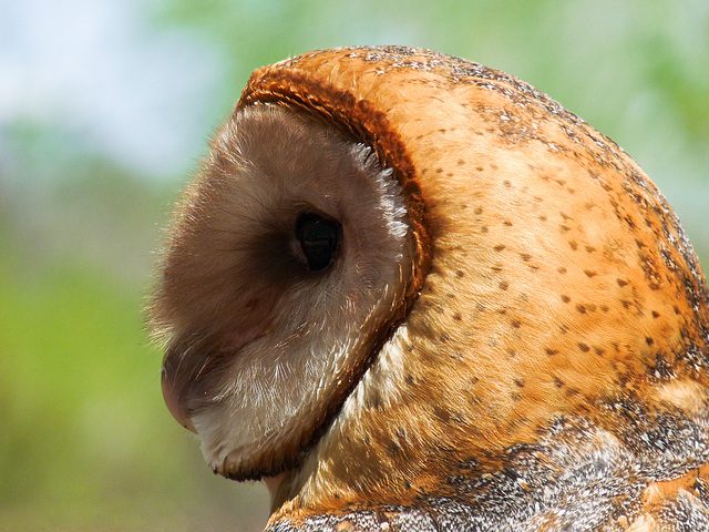 Barn Owl