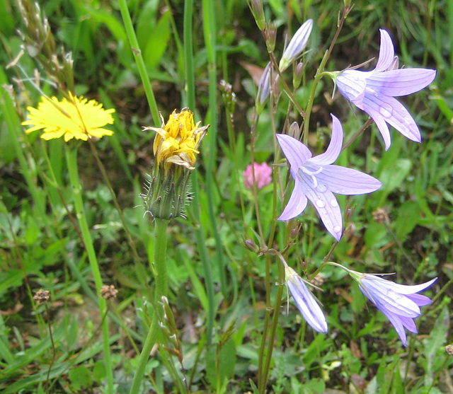 Wiesenglockenblume [Campanula patula]