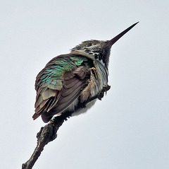 Calliope Hummingbird