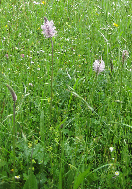 Mittlerer Wegerich, [Plantago media]