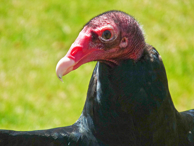 Turkey Vulture