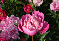 Pivoine Madame Furtado