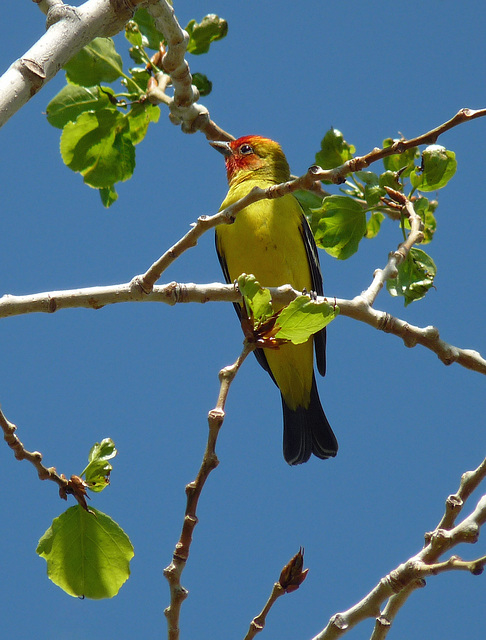 Western Tanager