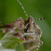 Dolycoris baccarum ( Hairy Shieldbug)