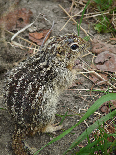 Thirteen-lined Ground Squirrel