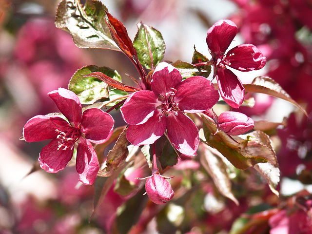 Pretty pink