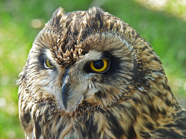 Short-eared Owl