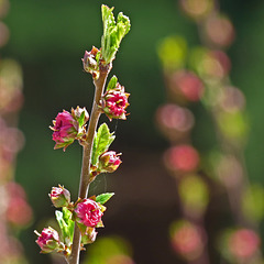 Blossom bokeh