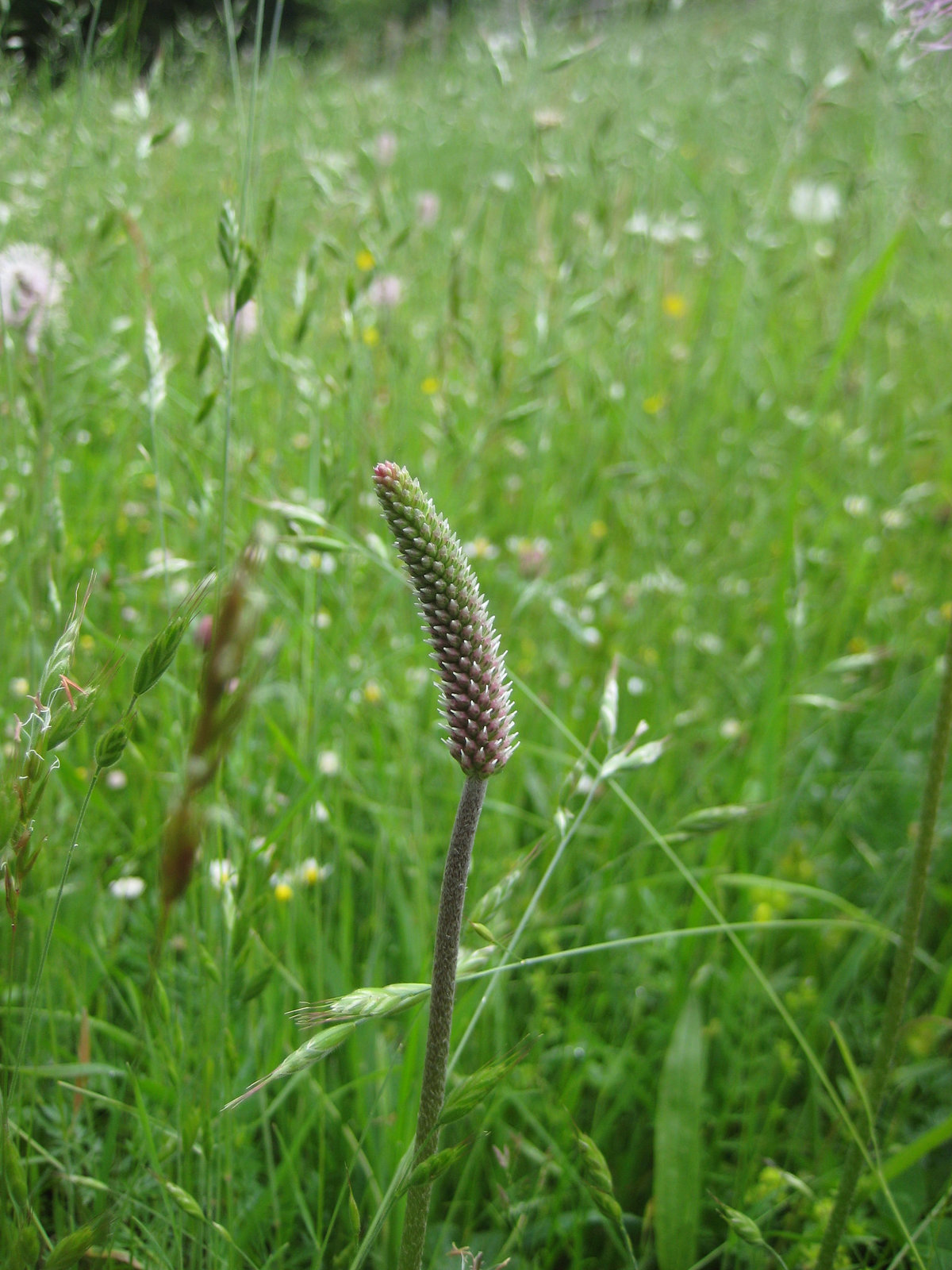 Mittlerer Wegerich, [Plantago media]