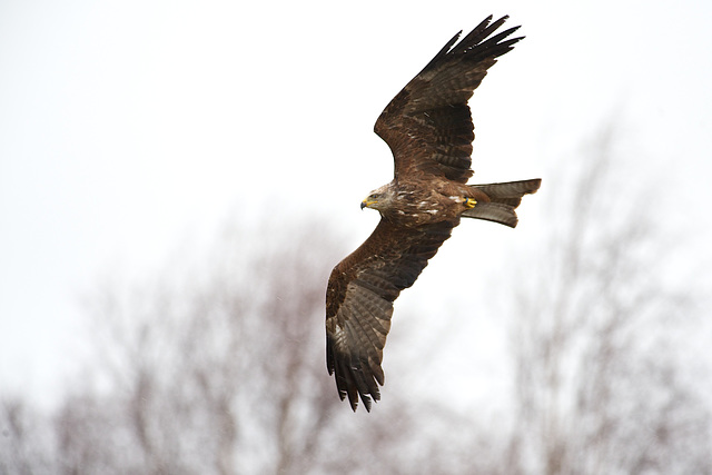 Red Kite in flight