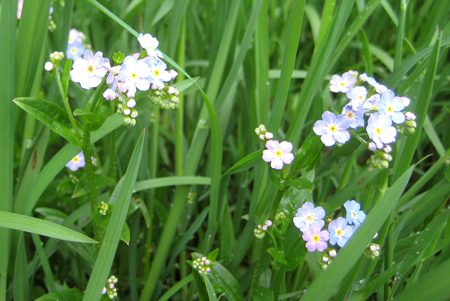 Wildes Vergissmeinnicht [Myosotis sylvatica]