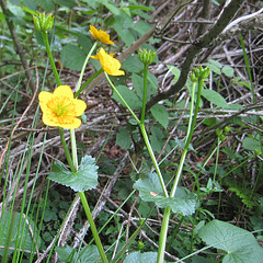 Sumpfdotterblume [Caltha palustris]