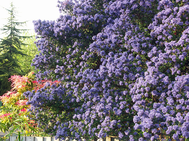 Ceanothus, Pieris