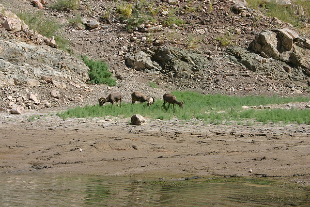 Bighorns grazing