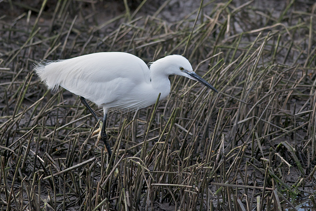 Egret